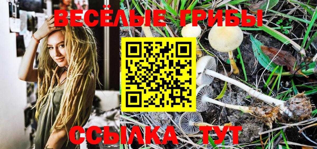 Псилоцибиновые грибы мицелий Моршанск